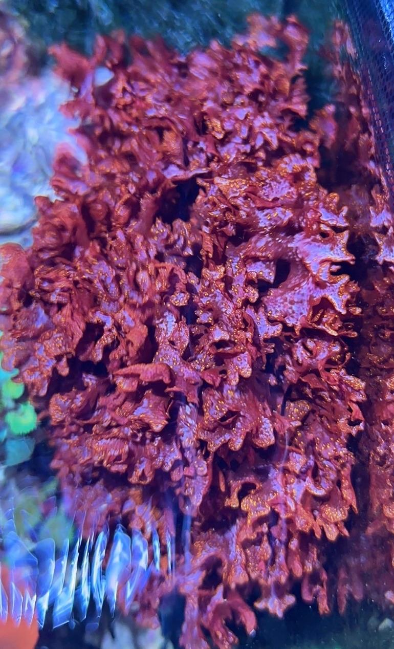 Macroalgae
