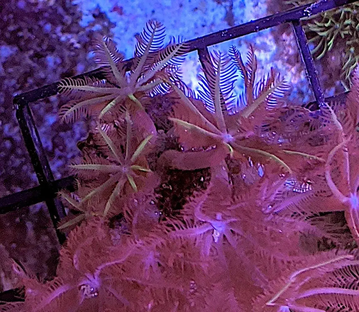 Soft Coral