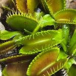 Venus Flytrap (Dionaea muscipula)