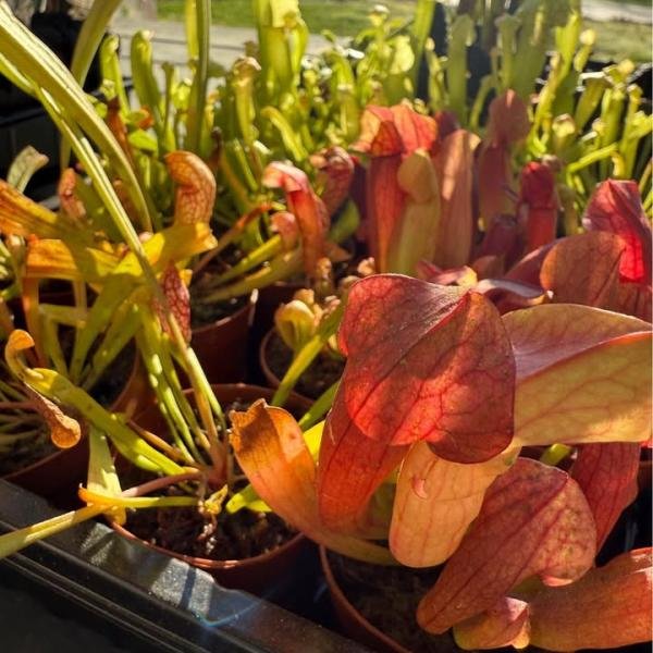 Pitcher Plant (sarracenia)