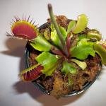 Venus Flytrap (Dionaea muscipula)