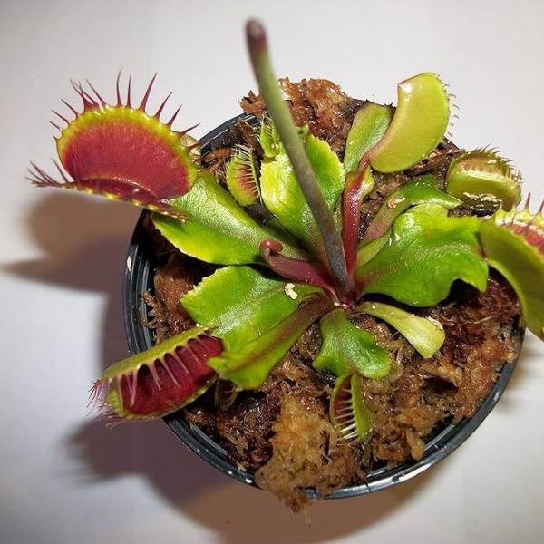 Venus Flytrap (Dionaea muscipula)