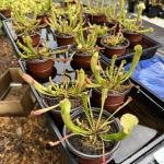 Pitcher Plant (sarracenia)