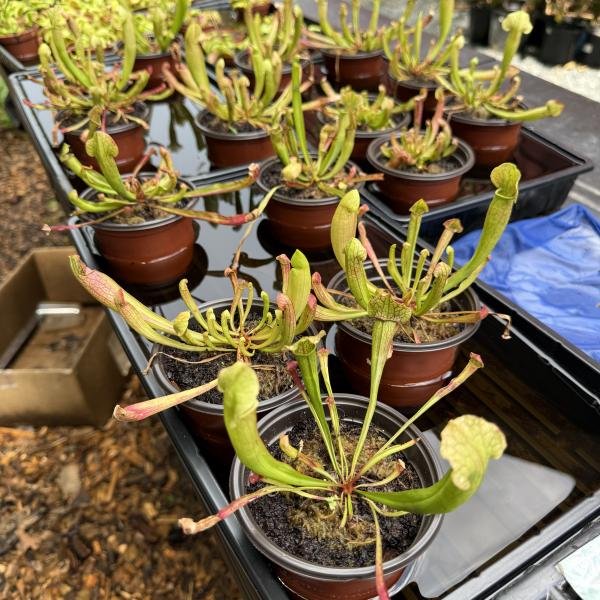 Pitcher Plant (sarracenia)