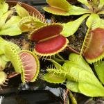 Venus Flytrap (Dionaea muscipula)