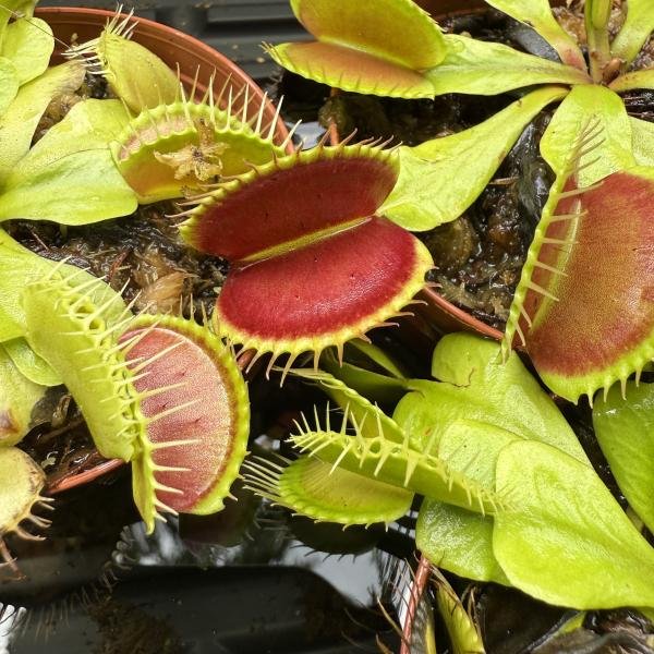 Venus Flytrap (Dionaea muscipula)