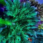 H@rry's Granny Smith (Frag)