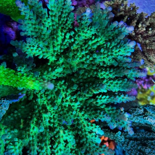 H@rry's Granny Smith (Frag)