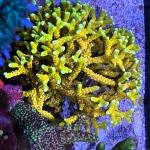 RRC Goldenrod Anacropora (Frag)