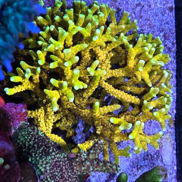 RRC Goldenrod Anacropora (Frag)