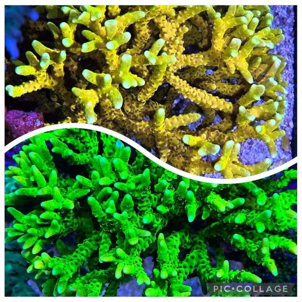 COMBO Anacropora Frag (RRC Goldenrod & Green Goblin)