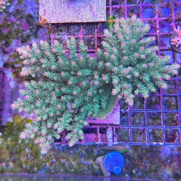 Rebel's Aussie Sarmentosa (Frag)