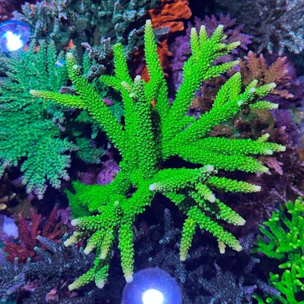 OG Bali Green Slimer (Frag)