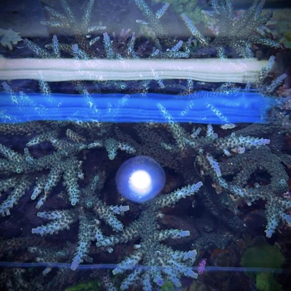 Blue Stag (Frag)