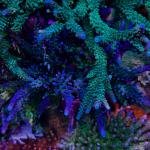 ORA/Cali Blue Tort (Frag)