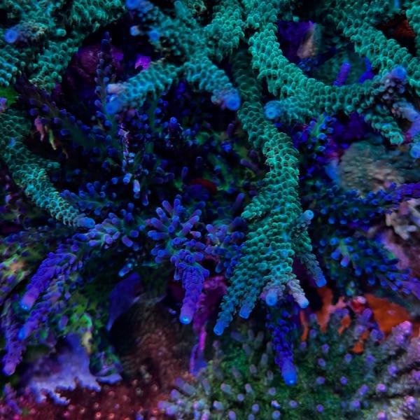 ORA/Cali Blue Tort (Frag)