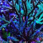 ORA/Cali Blue Tort (Frag)