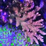 "Bubblegum Style" Millepora (Frag)