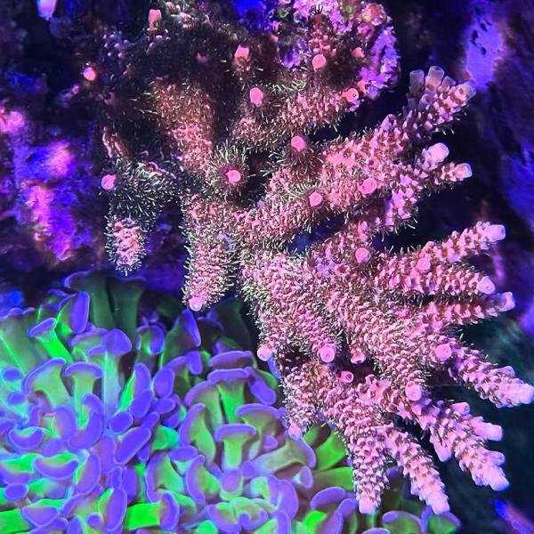 "Bubblegum Style" Millepora (Frag)
