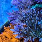 Rebel's Cream Dream (Frag)