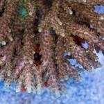 Creamsicle Acro (Frag)