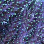 RMF Last Dragon (Frag)