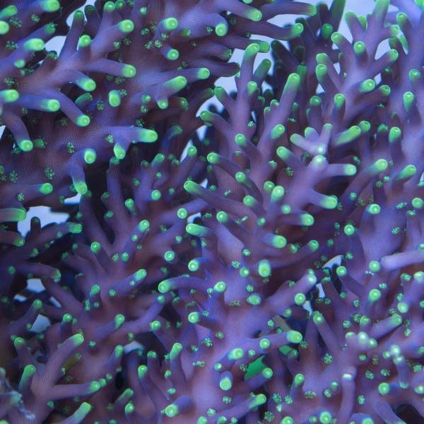 RMF Last Dragon (Frag)