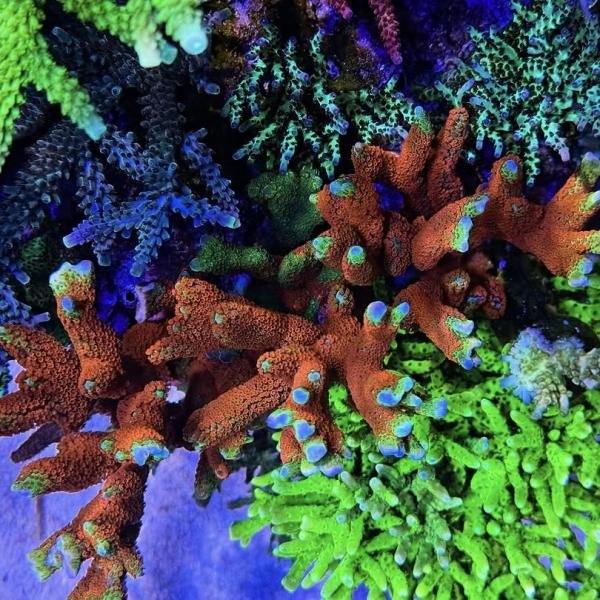 Forest Fire M. Digitata (Frag)