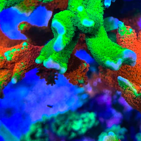 Forest Fire M. Digitata (Frag)