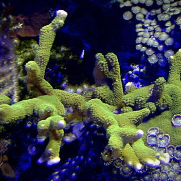 Green M. Digitata