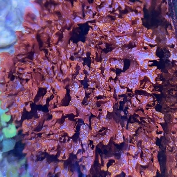 Dragon's Breath Macro