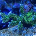 Tubb's M. Stellata (Frag)