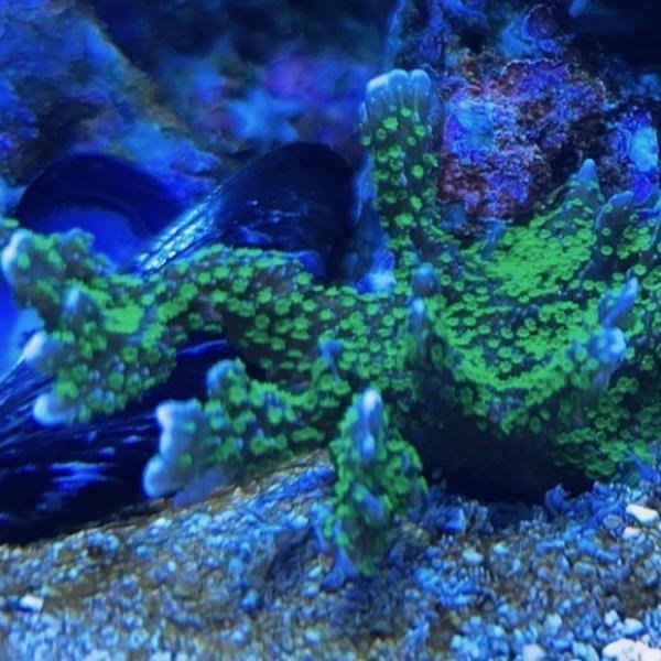 Tubb's M. Stellata (Frag)