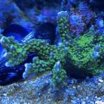 Tubb's M. Stellata (Frag)