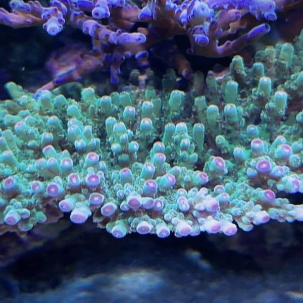 Rebel's Pink Tip Sarmentosa (Frag)