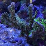 Tubb's M. Stellata (Frag)