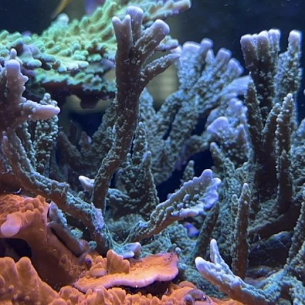 Elkhorn M. Hirsuta (Frag)