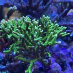 Green Goblin Anacropora (Frag)