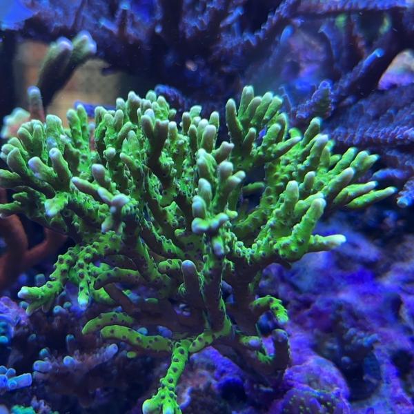 Green Goblin Anacropora (Frag)