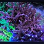 CC Dark Knight (Frag)