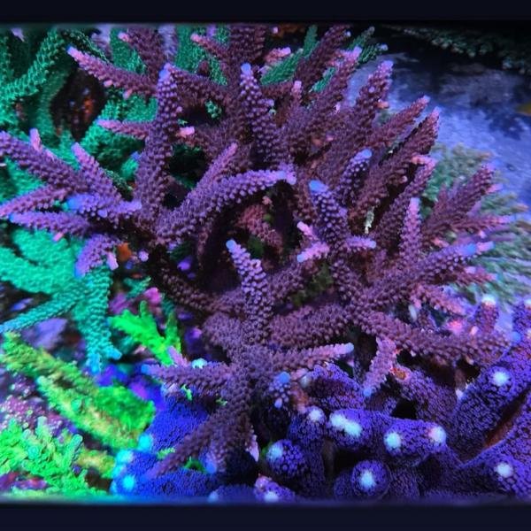 CC Dark Knight (Frag)