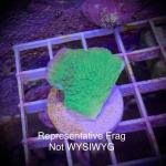 Green Monti Cap (Frag)