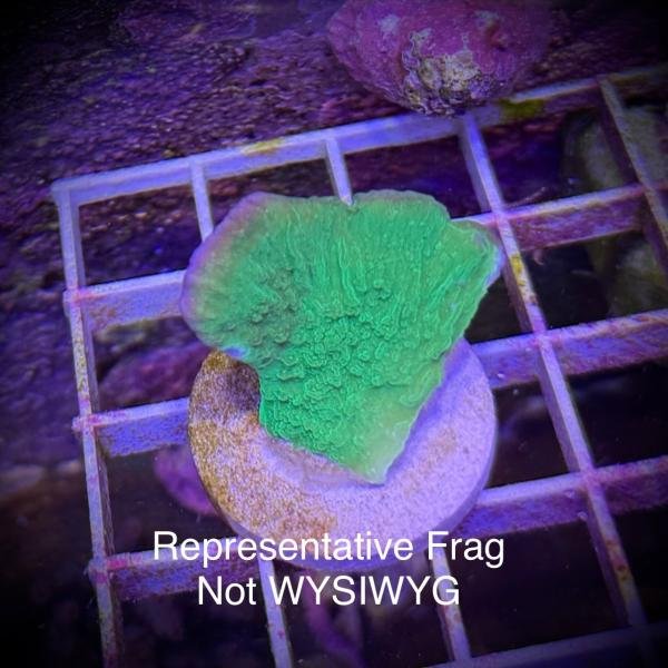 Green Monti Cap (Frag)