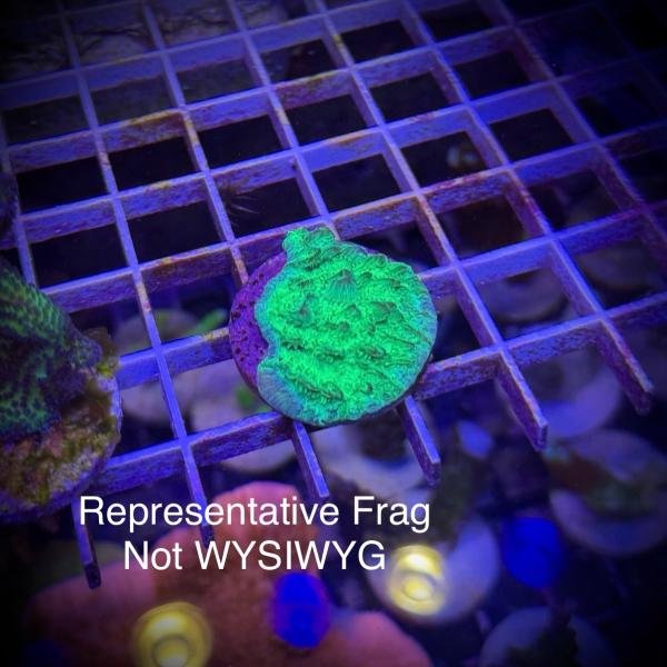 Neon Green Hydnophora (Frag)