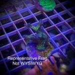 ORA Birds of Paradise (Frag)