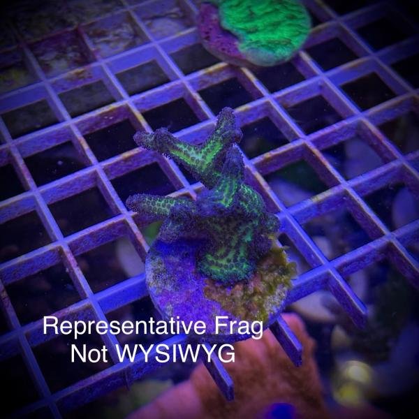 ORA Birds of Paradise (Frag)