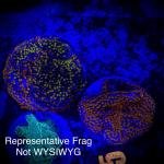 Encrusting Rainbow Montipora (Frag)