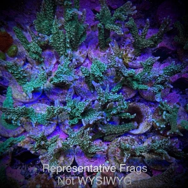 Elkhorn M. Hirsuta (Frag)