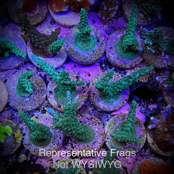 Teal with Blue Tips Stag (Frag)