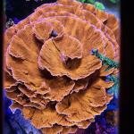 Orange Monti Cap (Frag)